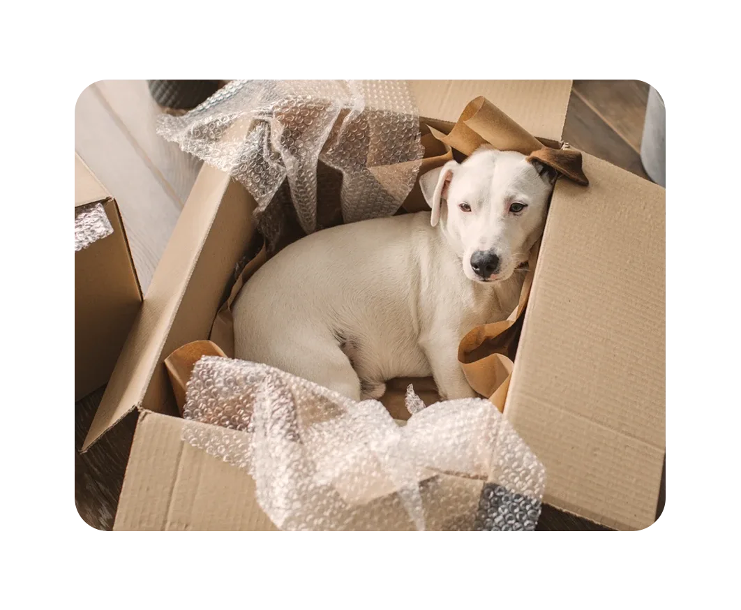 Un simpático perro sentado sobre una caja durante una mudanza